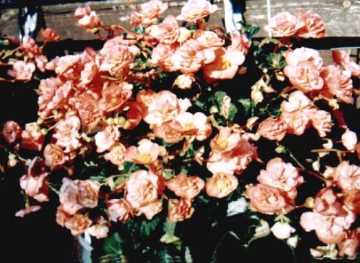B. ‘Pink Bergermaster’
